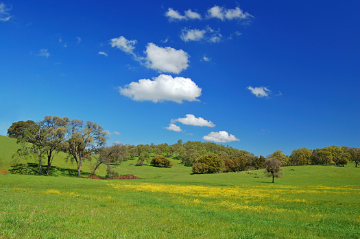 Wildflower meadow in Springtime, near Chinese Camp, California