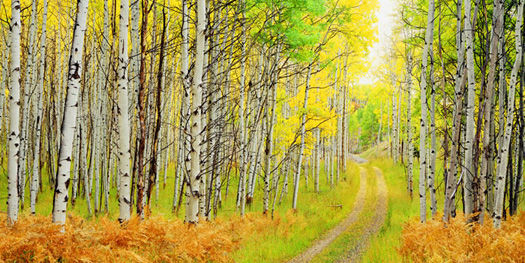 Routt National Forest Road. Routt National Forest near Steamboat Springs. by John Fielder